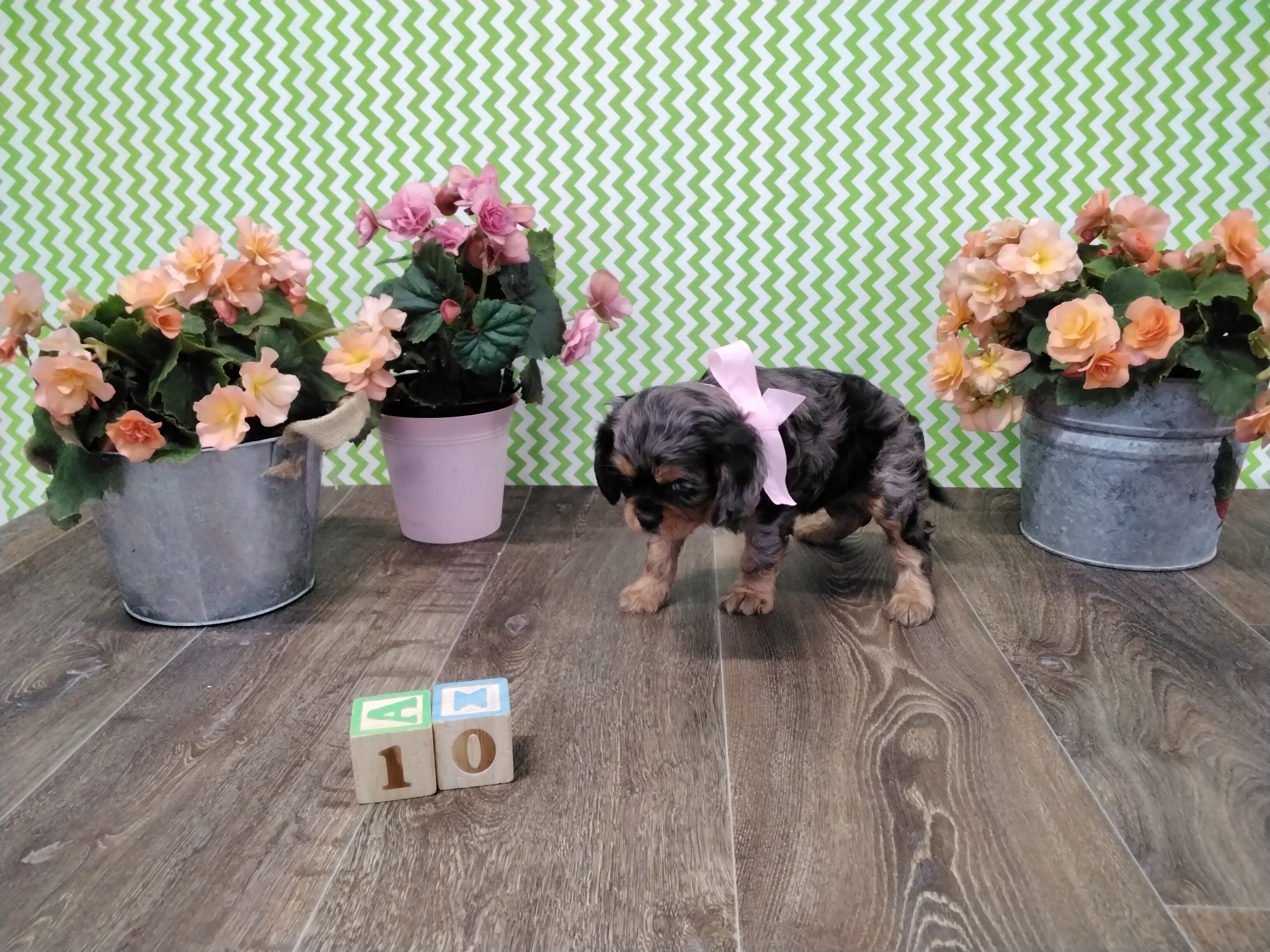 puppy, for, sale, Cavalier King Charles Spaniel, Paul D. Blosser, dog, breeder, El Dorado Springs, MO, dog-breeder, puppy-for-sale, forsale, nearby, find, puppyfind, locator, puppylocator, aca