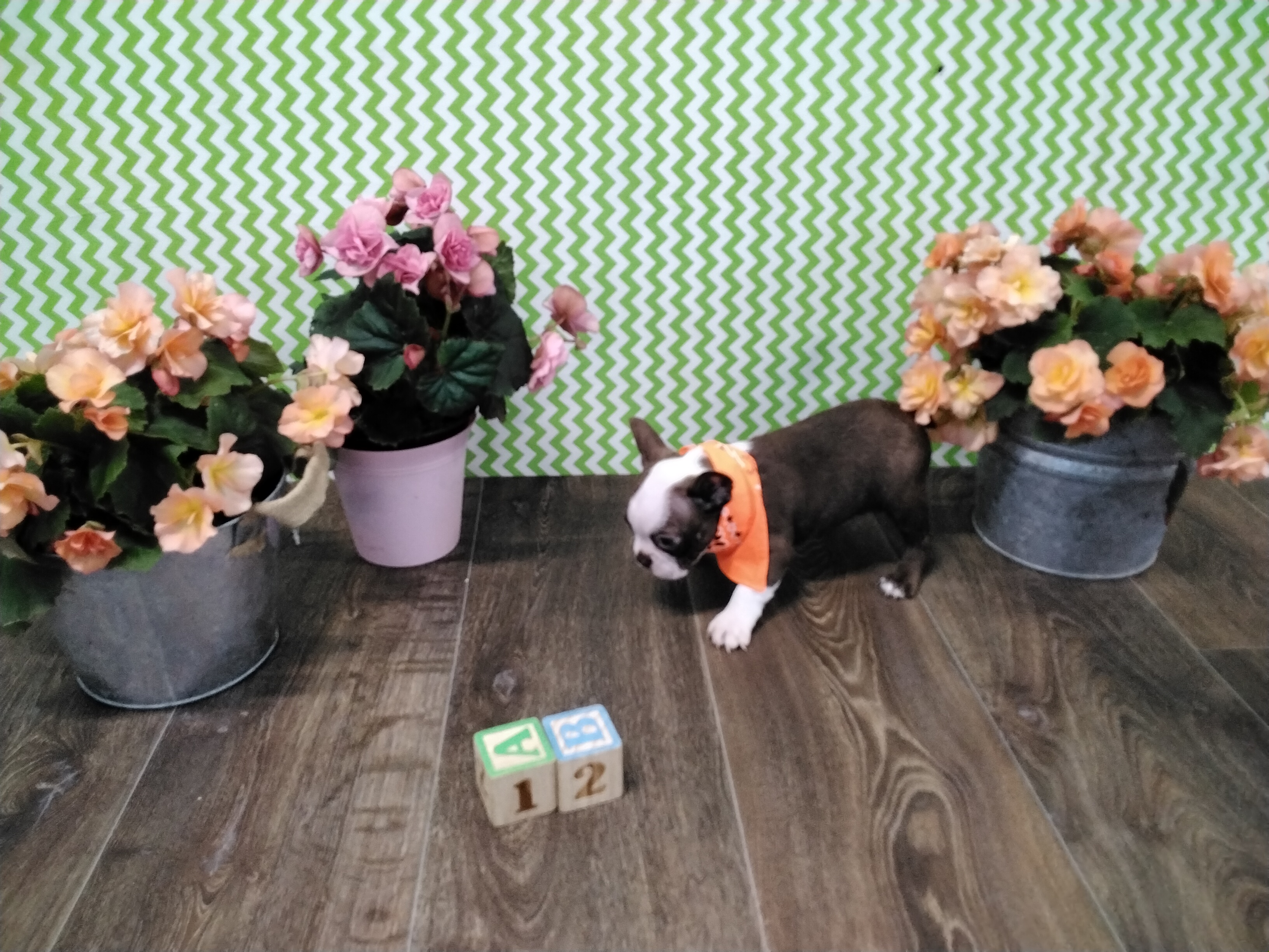 Puppyfind boston best sale terrier