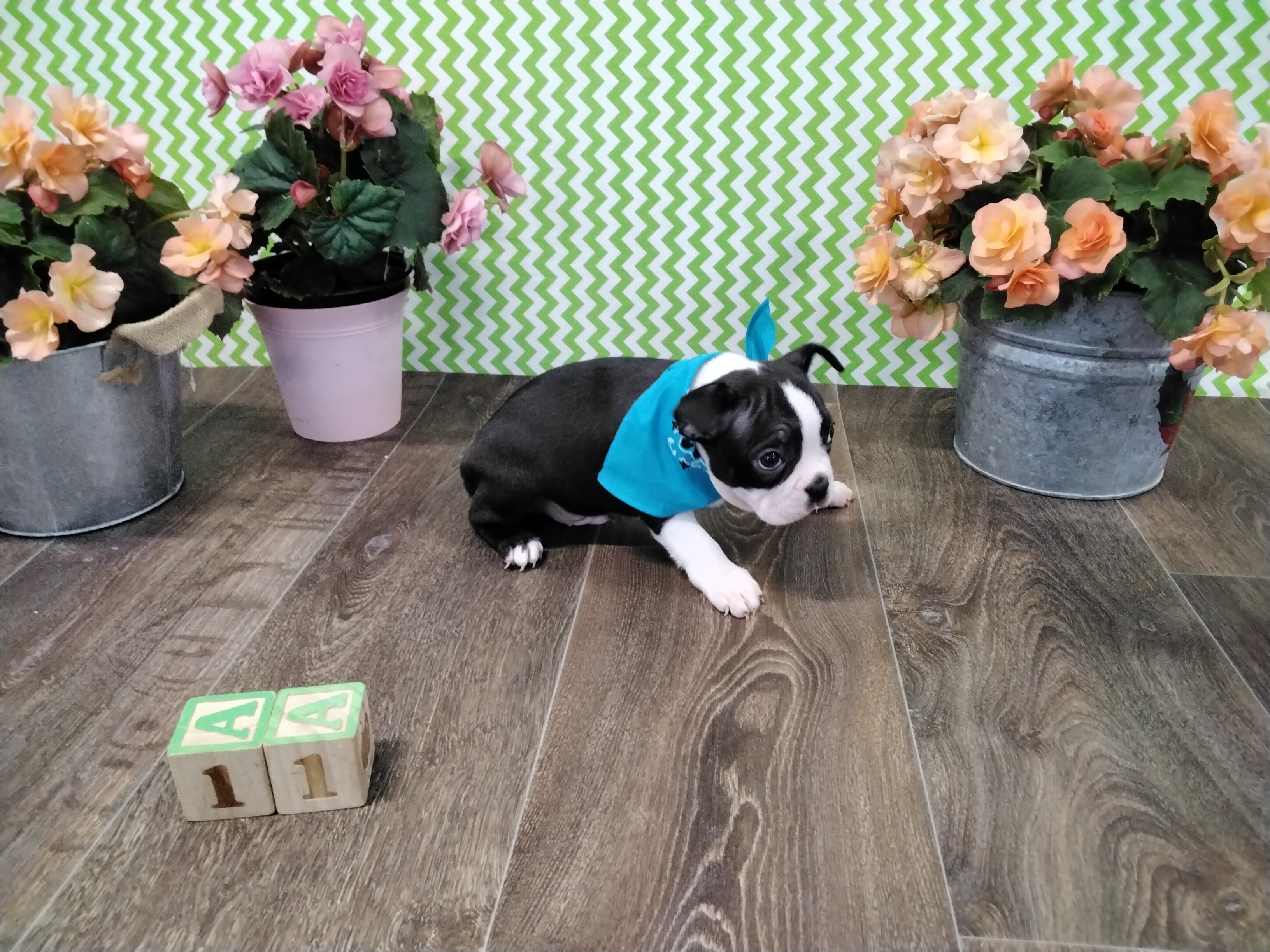 puppy, for, sale, Boston Terrier, Paul D. Blosser, dog, breeder, El Dorado Springs, MO, dog-breeder, puppy-for-sale, forsale, nearby, find, puppyfind, locator, puppylocator, aca