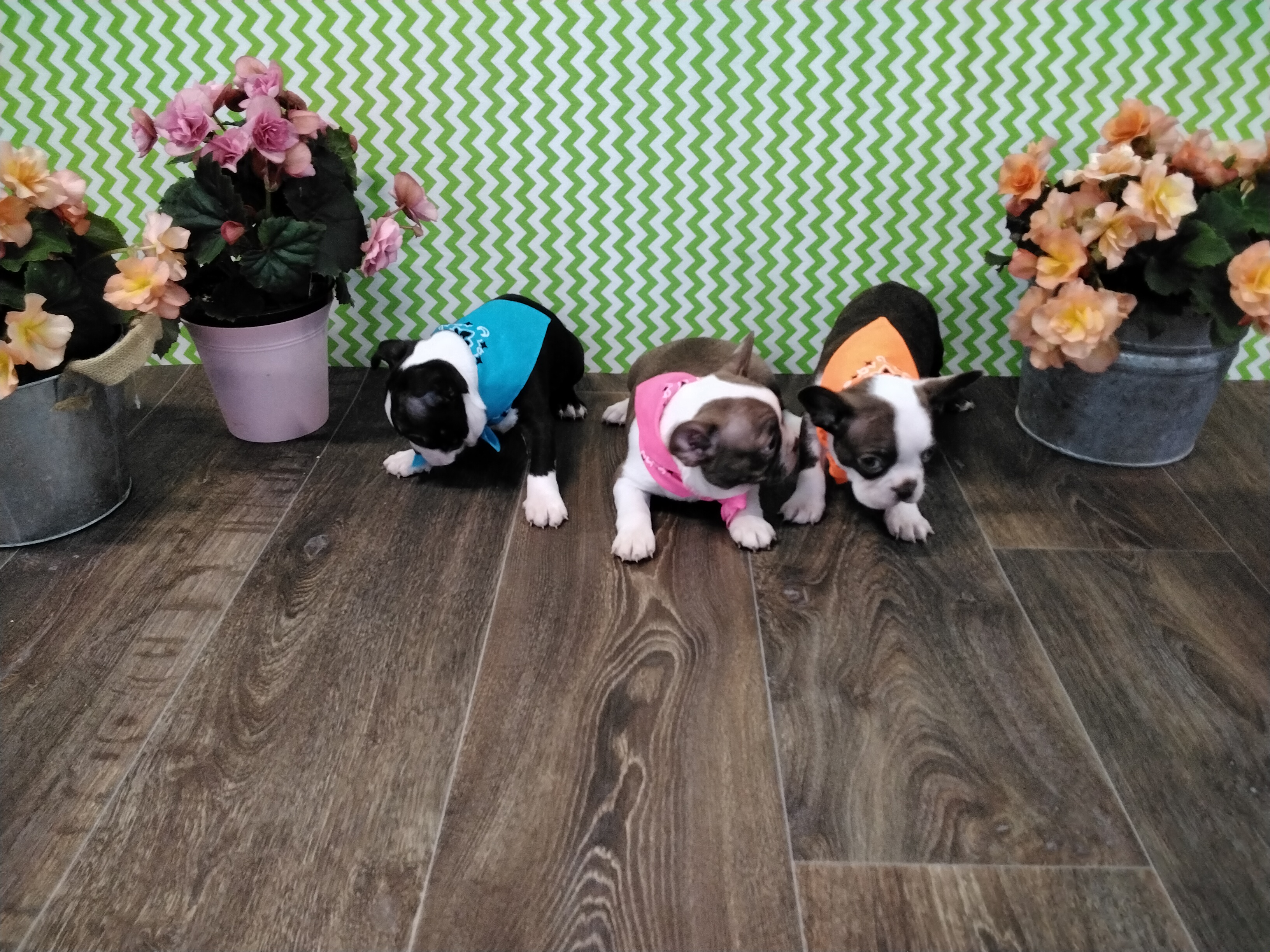 puppy, for, sale, Boston Terrier, Paul D. Blosser, dog, breeder, El Dorado Springs, MO, dog-breeder, puppy-for-sale, forsale, nearby, find, puppyfind, locator, puppylocator, aca