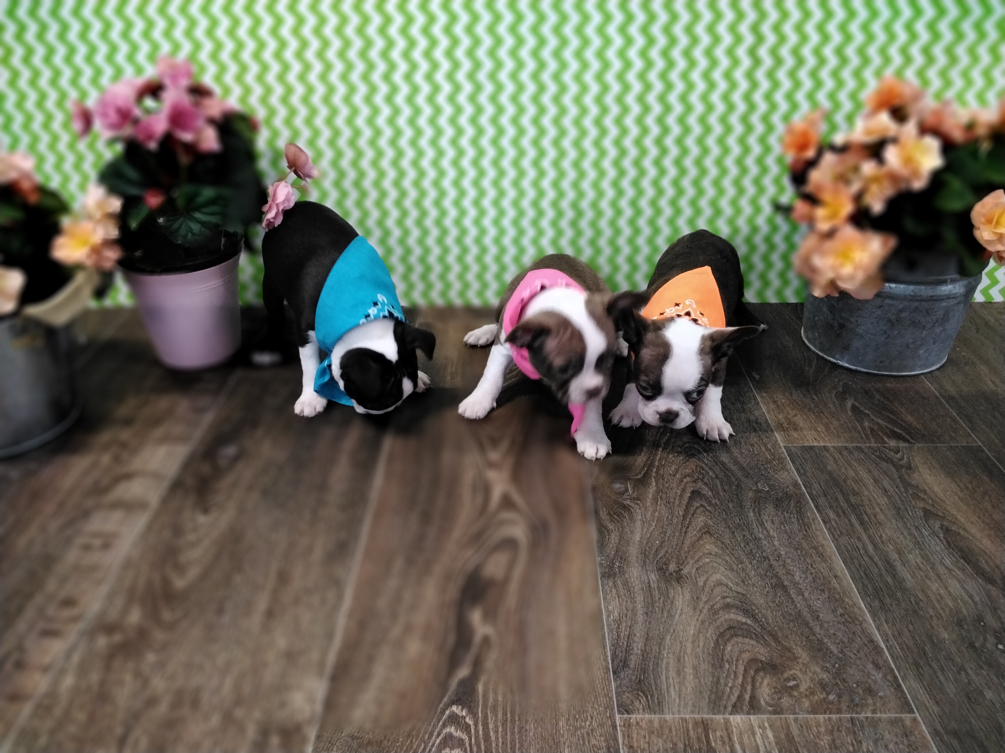 puppy, for, sale, Boston Terrier, Paul D. Blosser, dog, breeder, El Dorado Springs, MO, dog-breeder, puppy-for-sale, forsale, nearby, find, puppyfind, locator, puppylocator, aca